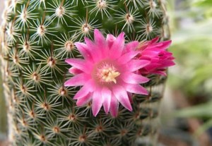 cactus-braila portal