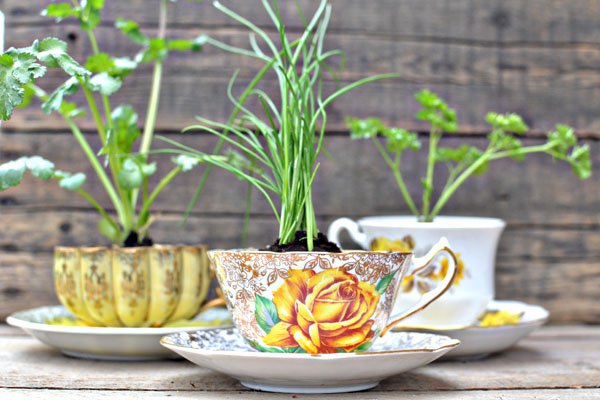 tea-cup-planters