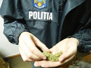 trafic-droguri-cannabis