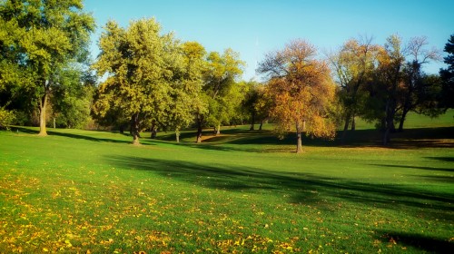 trees-grass-lawn-park