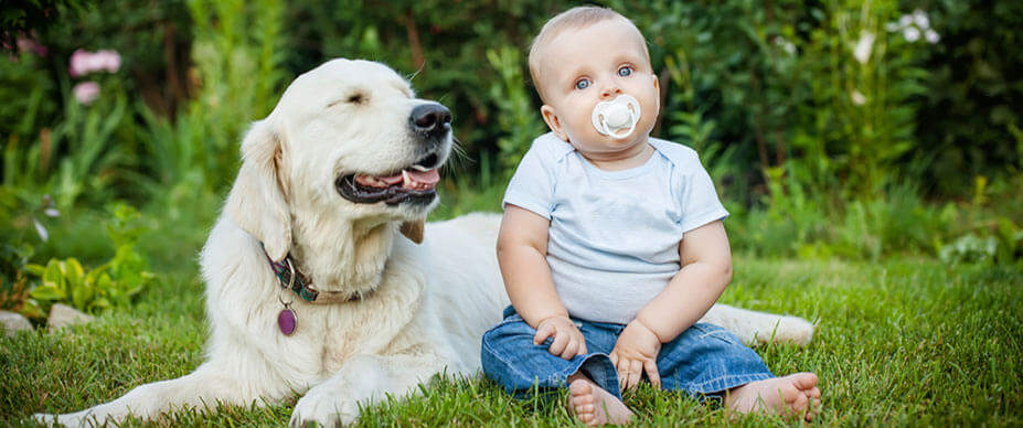 Top 6 rase de câini pentru familiile cu copii